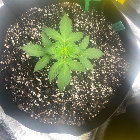 Granddaddy Purple growlog photo: T’was the night of water and nutrients 😆😆