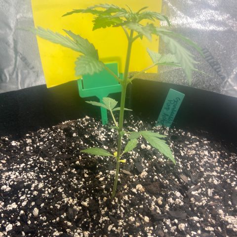 Granddaddy Purple growlog photo: T’was the night of water and nutrients 😆😆