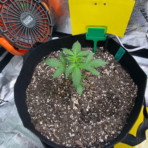 Granddaddy Purple growlog photo: 11:09 PM
