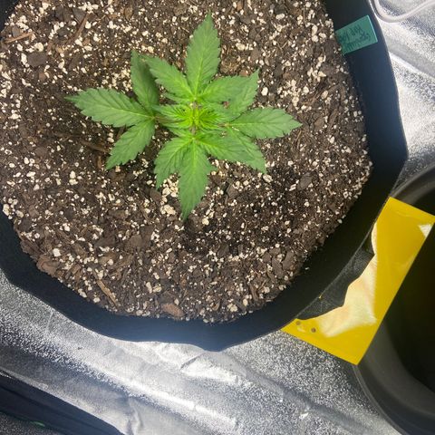 Granddaddy Purple growlog photo: 11:09 PM