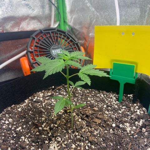 Granddaddy Purple growlog photo: 11:09 PM