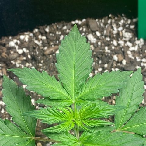Granddaddy Purple growlog photo: 11:09 PM