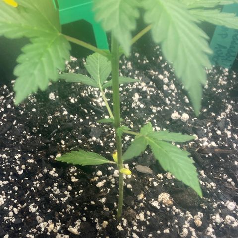 Granddaddy Purple growlog photo: T’was the night of water and nutrients 😆😆
