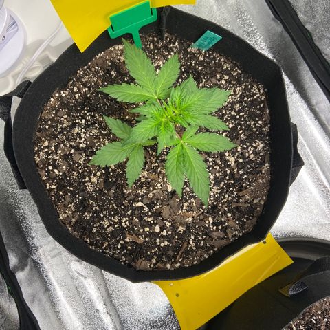 Granddaddy Purple growlog photo: Looking goood