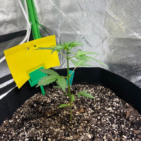 Granddaddy Purple growlog photo: Looking goood