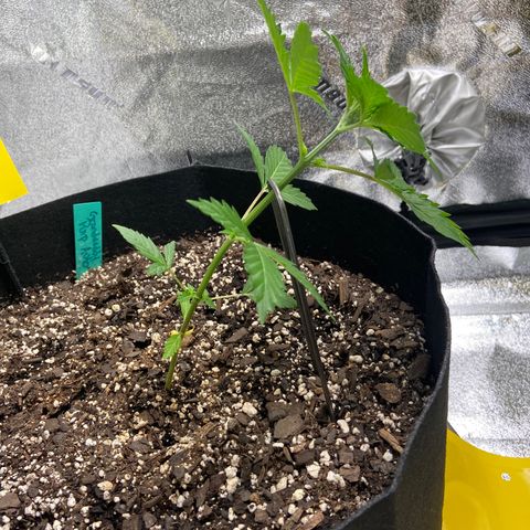 Granddaddy Purple growlog photo: First LST training. Pulled over 