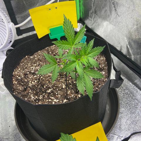Granddaddy Purple growlog photo: First LST training. Pulled over 
