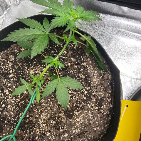 Granddaddy Purple growlog photo: Pushed the stake down just a little more. Spun my plants around to get different light in areas & LST the best I could. 