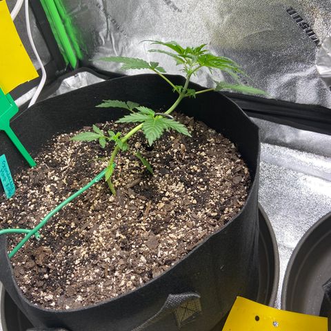 Granddaddy Purple growlog photo: Pushed the stake down just a little more. Spun my plants around to get different light in areas & LST the best I could. 