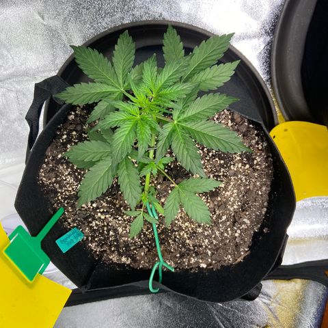 Granddaddy Purple growlog photo: Pushed the stake down just a little more. Spun my plants around to get different light in areas & LST the best I could. 