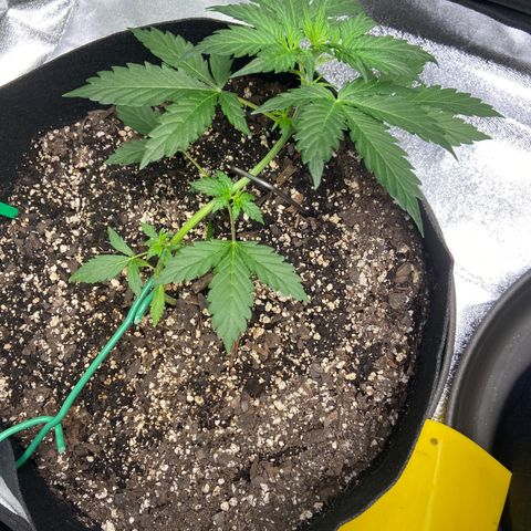 Granddaddy Purple growlog photo: Pushed the stake down just a little more. Spun my plants around to get different light in areas & LST the best I could. 