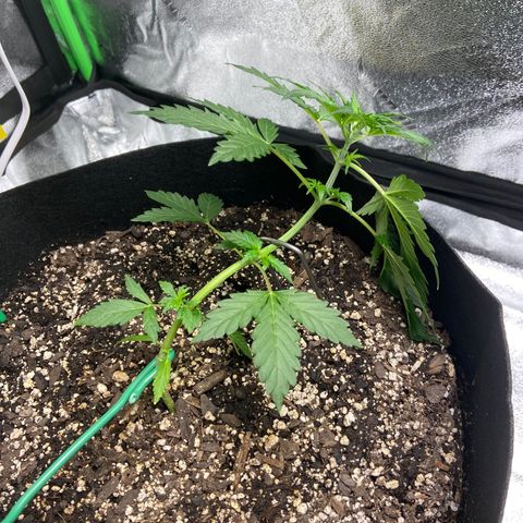 Granddaddy Purple growlog photo: Pushed the stake down just a little more. Spun my plants around to get different light in areas & LST the best I could. 