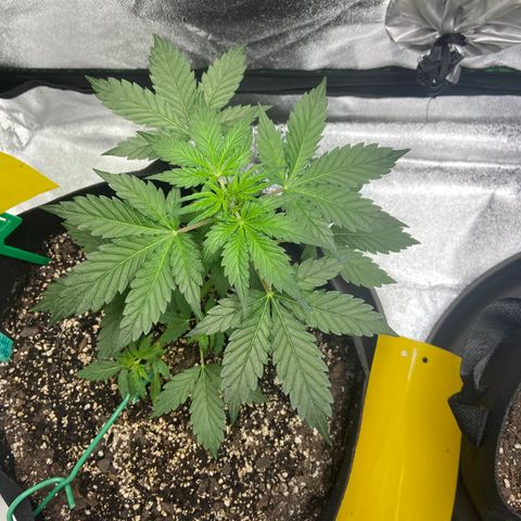 Granddaddy Purple growlog timeline photo
