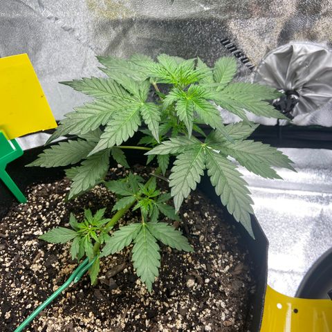 Granddaddy Purple growlog timeline photo