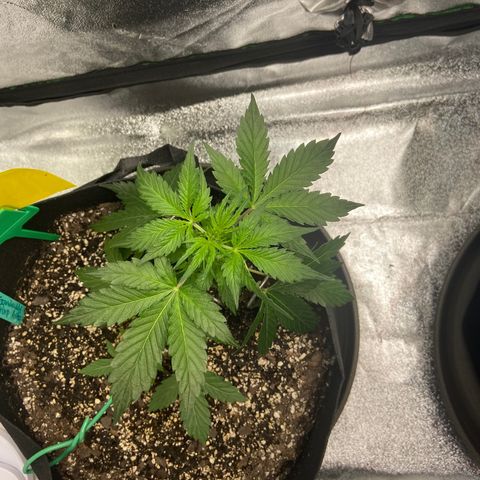 Granddaddy Purple growlog timeline photo