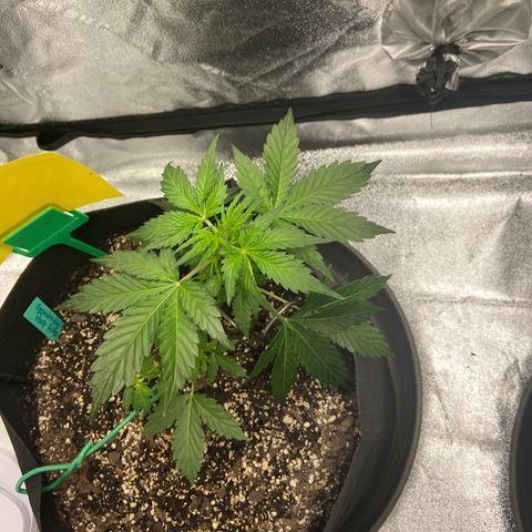 Granddaddy Purple growlog timeline photo