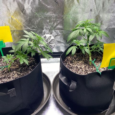 Granddaddy Purple growlog photo: Krista’s on the left (with blue tag) 
Austin’s on the right (with yellow tag)