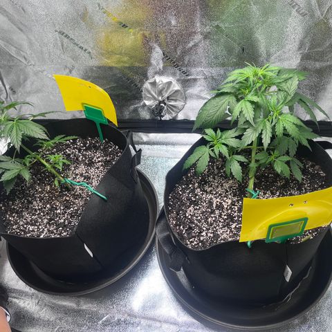 Granddaddy Purple growlog photo: Krista’s on the left (with blue tag) 
Austin’s on the right (with yellow tag)