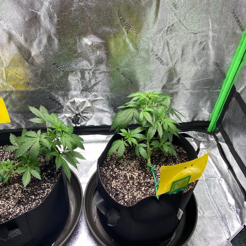 Granddaddy Purple growlog photo: Krista’s on the left (with blue tag) 
Austin’s on the right (with yellow tag)