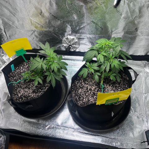 Granddaddy Purple growlog photo: Krista’s on the left (with blue tag) 
Austin’s on the right (with yellow tag)