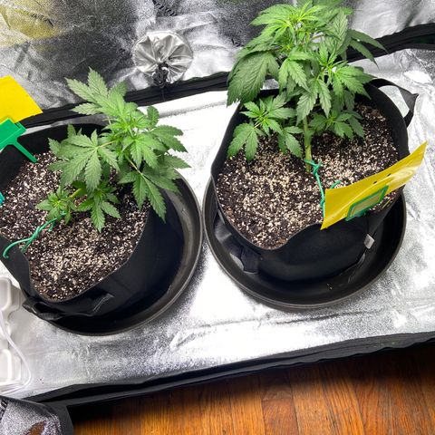 Granddaddy Purple growlog photo: Krista’s on the left (with blue tag) 
Austin’s on the right (with yellow tag)