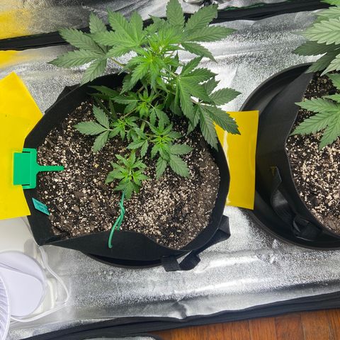 Granddaddy Purple growlog photo: Tucked some leaves so bud sights can get more light. 