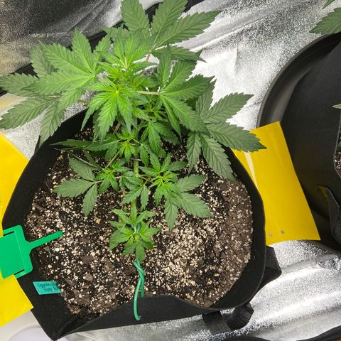 Granddaddy Purple growlog photo: Tucked some leaves so bud sights can get more light. 