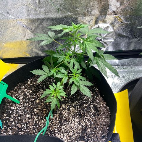 Granddaddy Purple growlog photo: Tucked some leaves so bud sights can get more light. 
