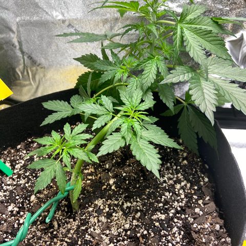 Granddaddy Purple growlog timeline photo