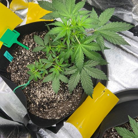 Granddaddy Purple growlog photo: Tucked some leaves so bud sights can get more light. 