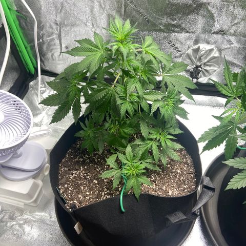 Granddaddy Purple growlog photo: Before I tucked the leaves and watered. 