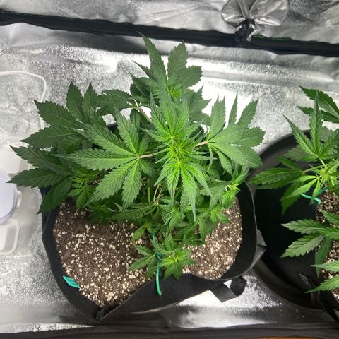 Granddaddy Purple growlog photo: Before I tucked the leaves and watered. 