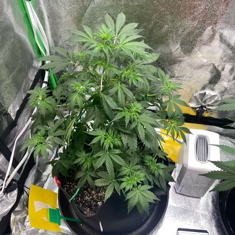 Granddaddy Purple growlog photo: LST training. 
Watered about 3/4 gallon of water. 
Gave nutes as well. Cannot wait till morning 