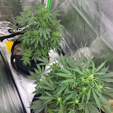 Granddaddy Purple growlog photo: LST training. 
Watered about 3/4 gallon of water. 
Gave nutes as well. Cannot wait till morning 
