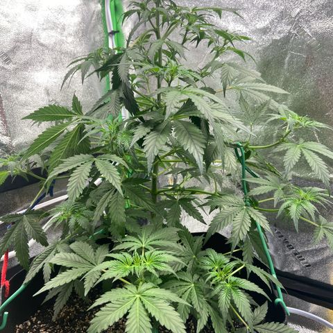 Granddaddy Purple growlog photo: LST training. 
Watered about 3/4 gallon of water. 
Gave nutes as well. Cannot wait till morning 