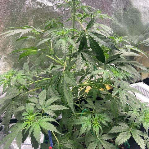 Granddaddy Purple growlog photo: LST training. 
Watered about 3/4 gallon of water. 
Gave nutes as well. Cannot wait till morning 