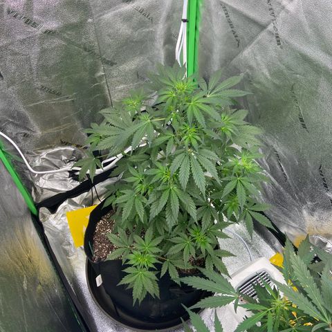 Granddaddy Purple growlog photo: LST training. 
Watered about 3/4 gallon of water. 
Gave nutes as well. Cannot wait till morning 