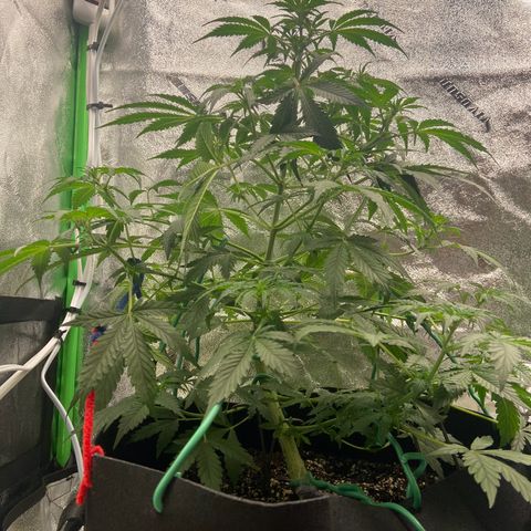 Granddaddy Purple growlog photo: LST training. 
Watered about 3/4 gallon of water. 
Gave nutes as well. Cannot wait till morning 