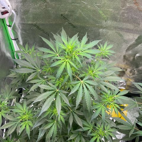 Granddaddy Purple growlog photo: Beginning of transition into flower