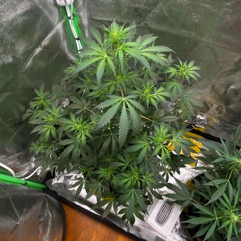 Granddaddy Purple growlog photo: Beginning of transition into flower