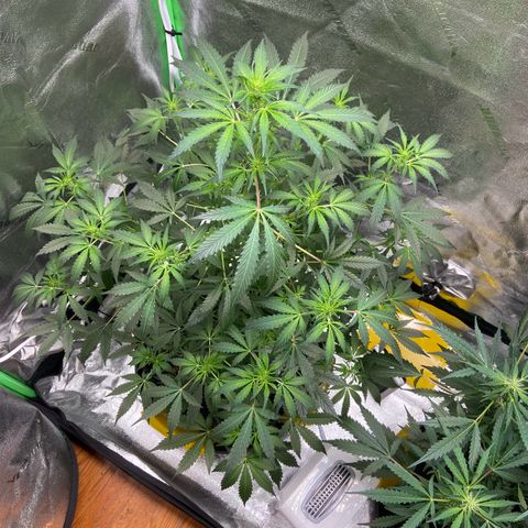 Granddaddy Purple growlog photo: Beginning of transition into flower