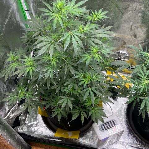 Granddaddy Purple growlog photo: Beginning of transition into flower