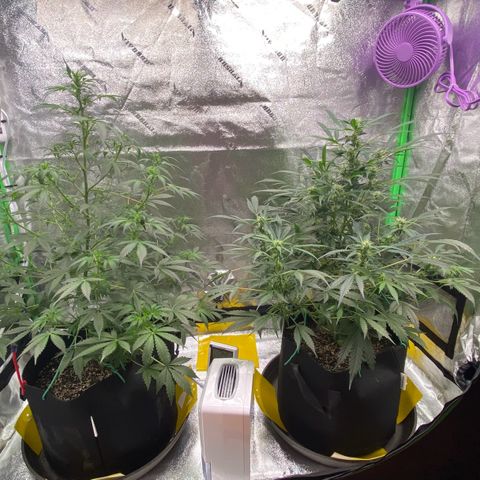 Granddaddy Purple growlog photo: Beginning of transition into flower
