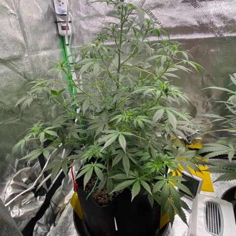 Granddaddy Purple growlog photo: Beginning of transition into flower