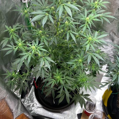 Granddaddy Purple growlog timeline photo