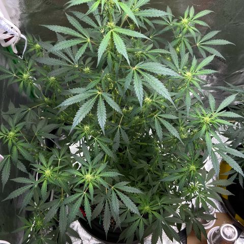 Granddaddy Purple growlog timeline photo