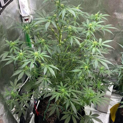 Granddaddy Purple growlog timeline photo