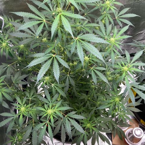 Granddaddy Purple growlog timeline photo
