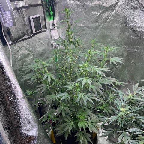 Granddaddy Purple growlog photo: Well into preflower. Almost to preflower. 
Baby girl is getting HAIRY & STINKY. 
got that piney, sweet, skunk smell. 🤤