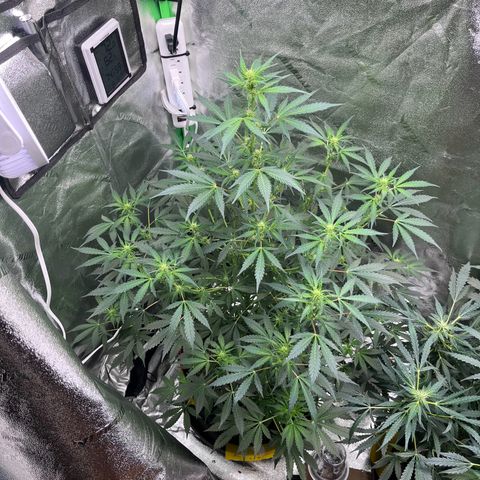 Granddaddy Purple growlog photo: Well into preflower. Almost to preflower. 
Baby girl is getting HAIRY & STINKY. 
got that piney, sweet, skunk smell. 🤤